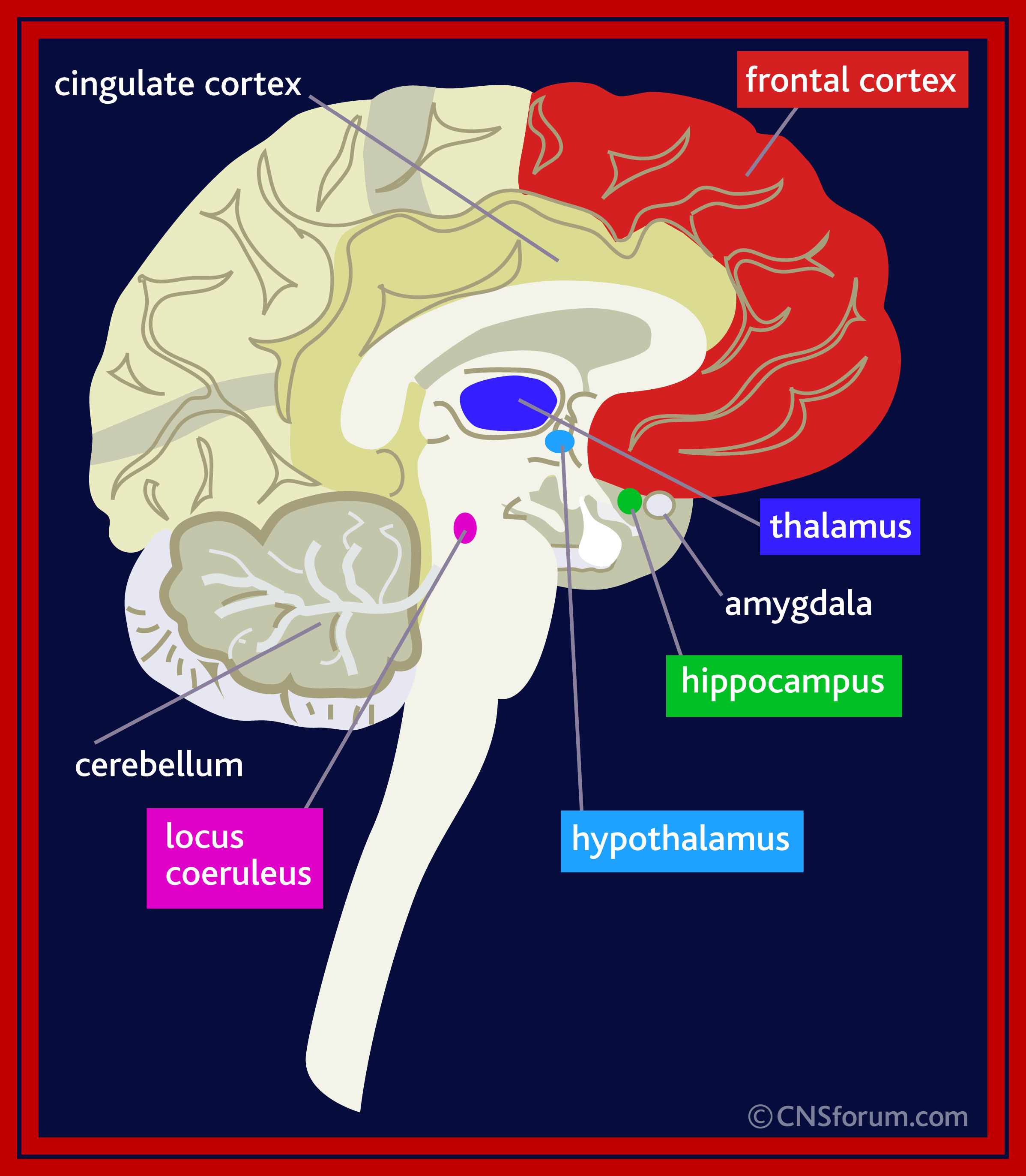 Мозг терапия япония. ПТСР мозг. Таламус и ПТСР. ПТСР гиппокамп. PTSD Brain.